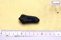 藏品(鹿下腿骨下端一段)的圖片